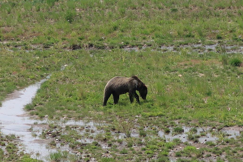 Yellowstone National Park