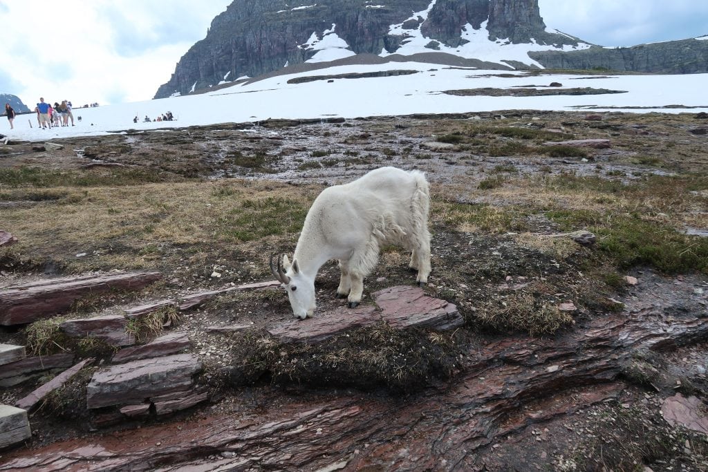 Glacier National Park with kids