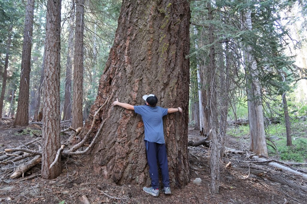 Redwoods National Park
