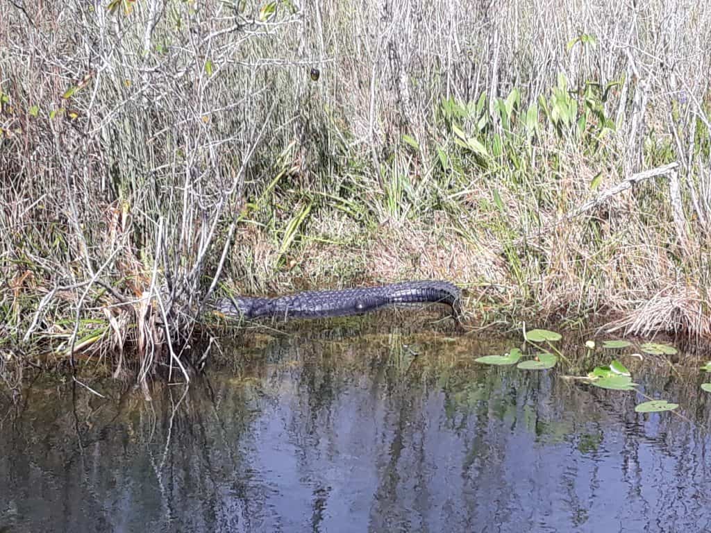 reptiles of Everglades