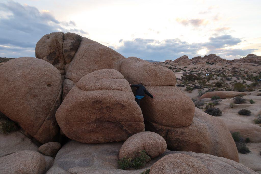 Joshua Tree