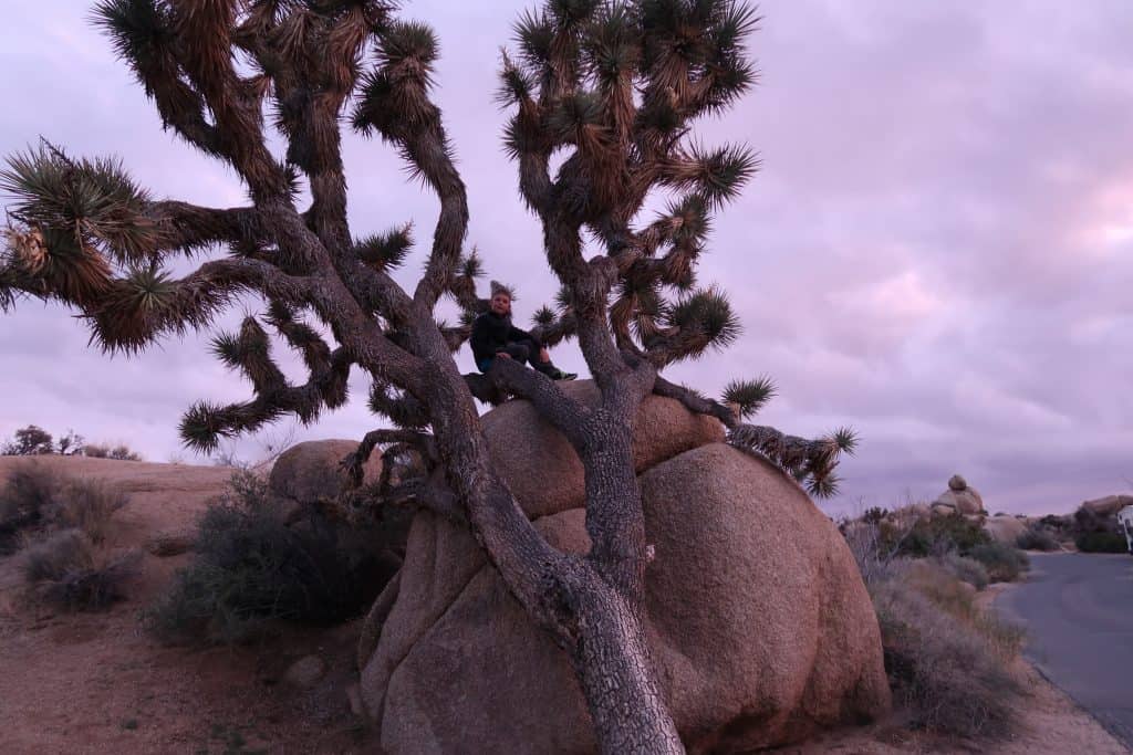 Joshua Tree