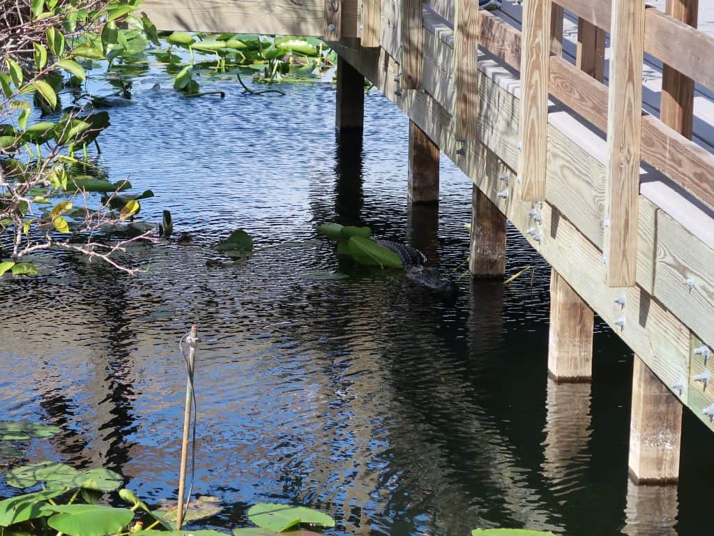 visiting Everglades