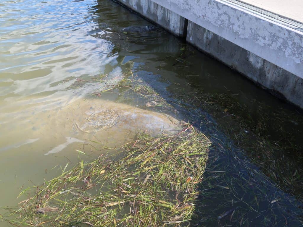 manatee at Everglades