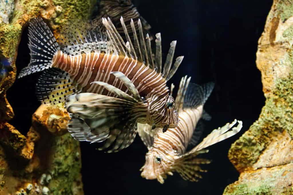 lionfish in Florida National Park