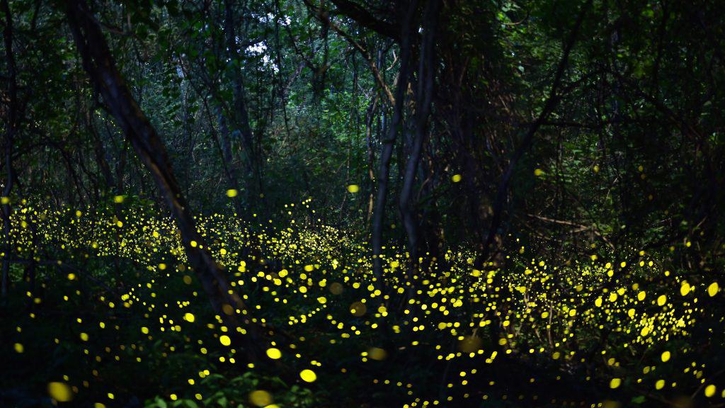 fireflies of Great Smoky Mountains