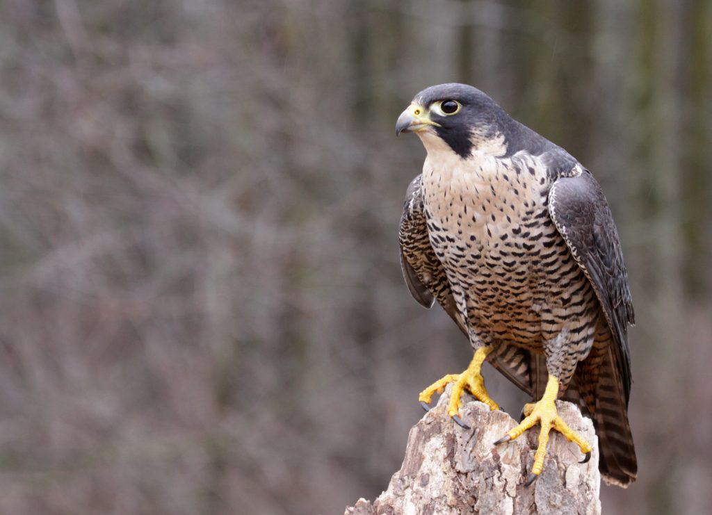 peregrine falcons