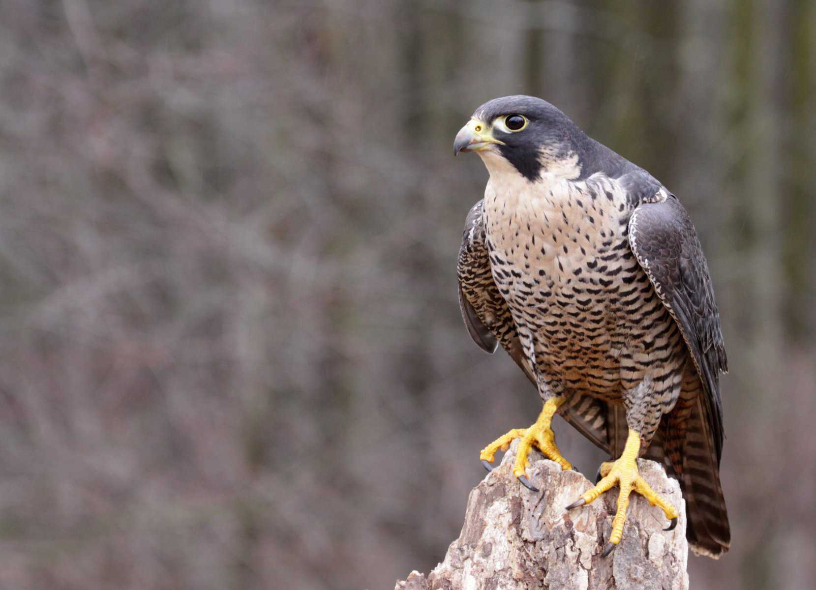 Peregrine Falcons of Acadia National Park: A Success Story of Conservation Efforts