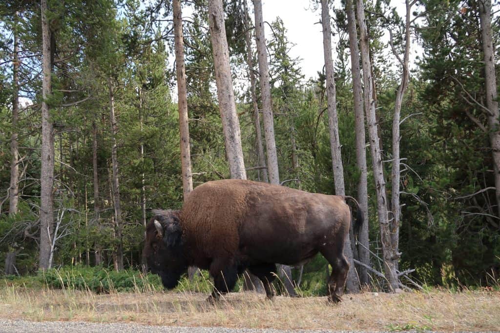 bison of Yellowstone