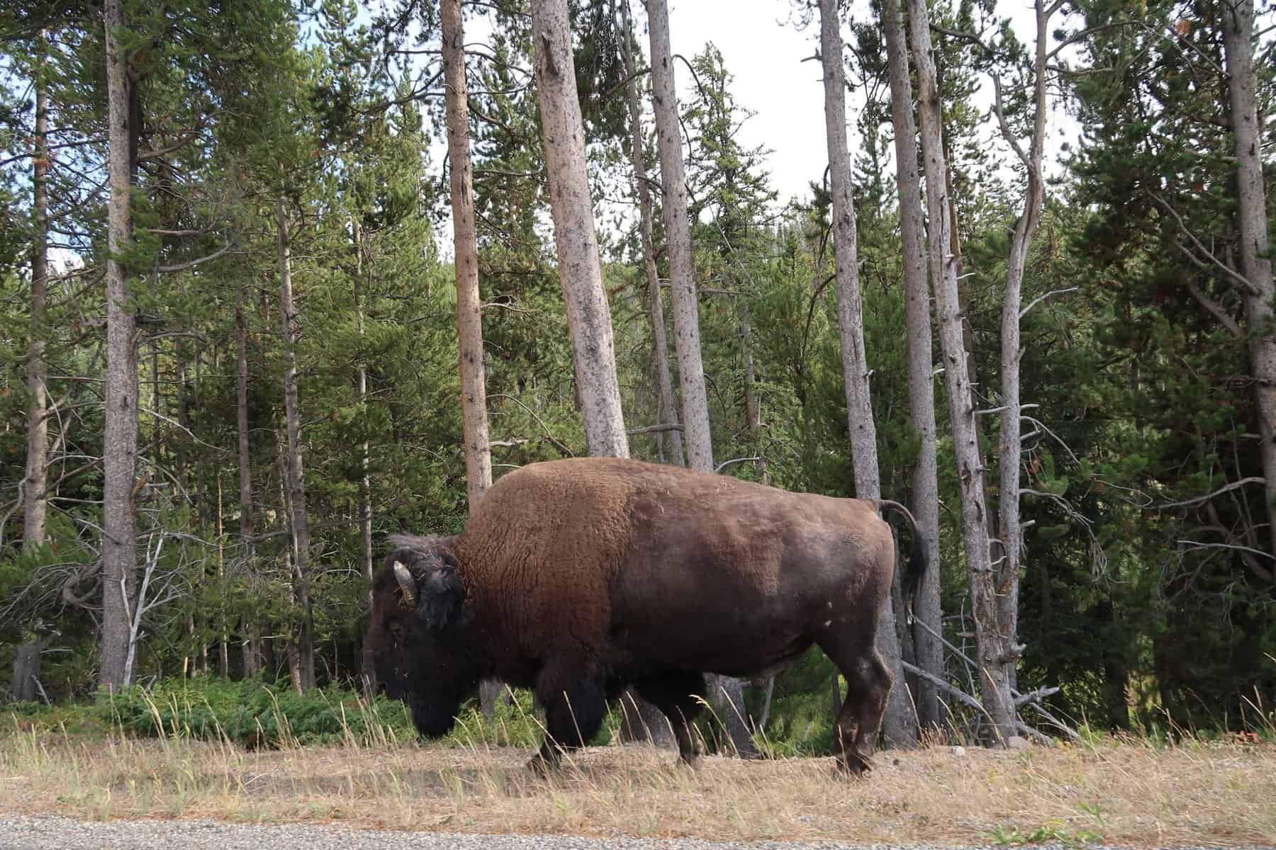 The Bison of Yellowstone: A Rich History and Enduring Symbol