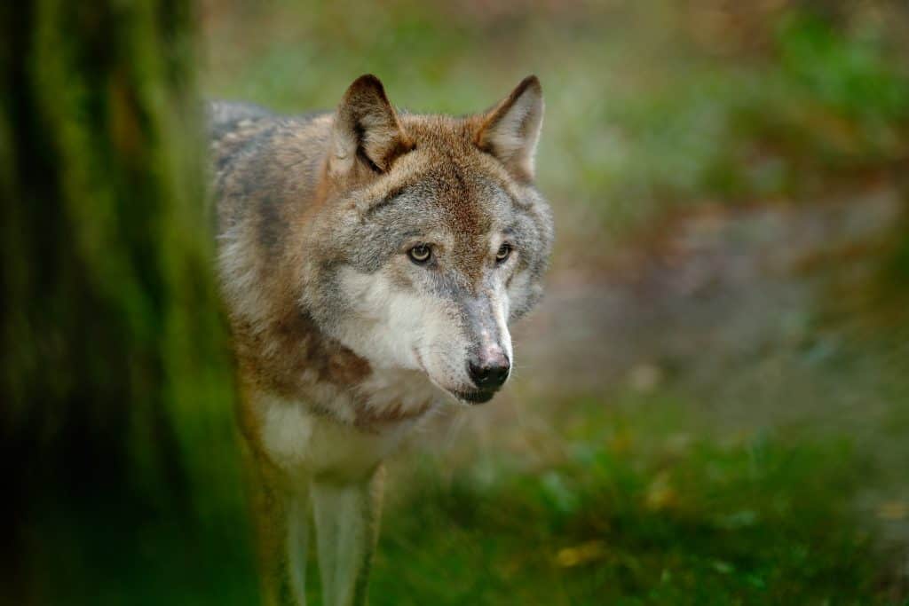 wolves of Yellowstone