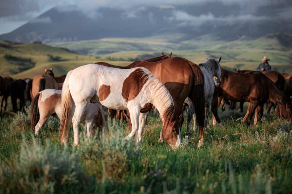 dude ranches near Yellowstone and Grand Teton National Parks