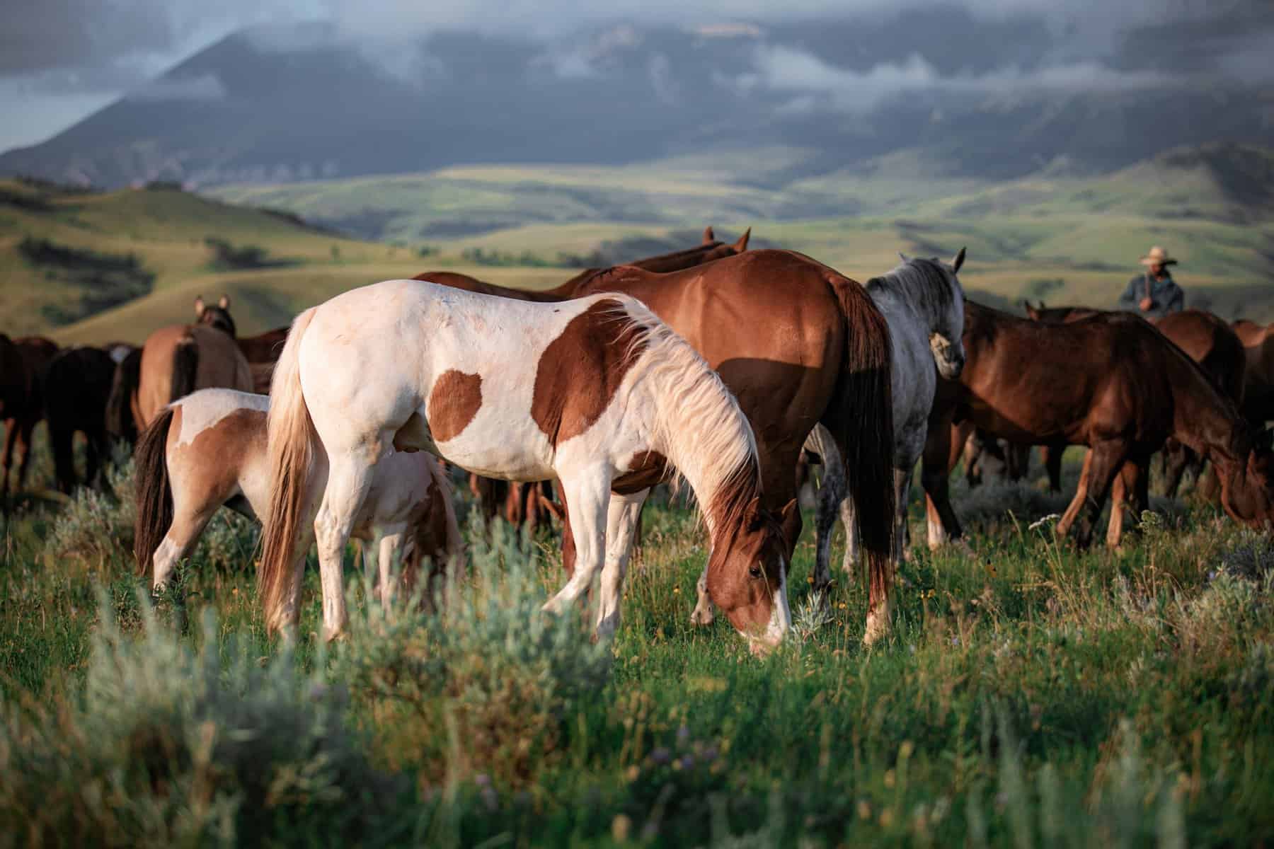 Immerse Yourself in the Wild West: Discovering Dude Ranches near Yellowstone and Grand Teton National Parks