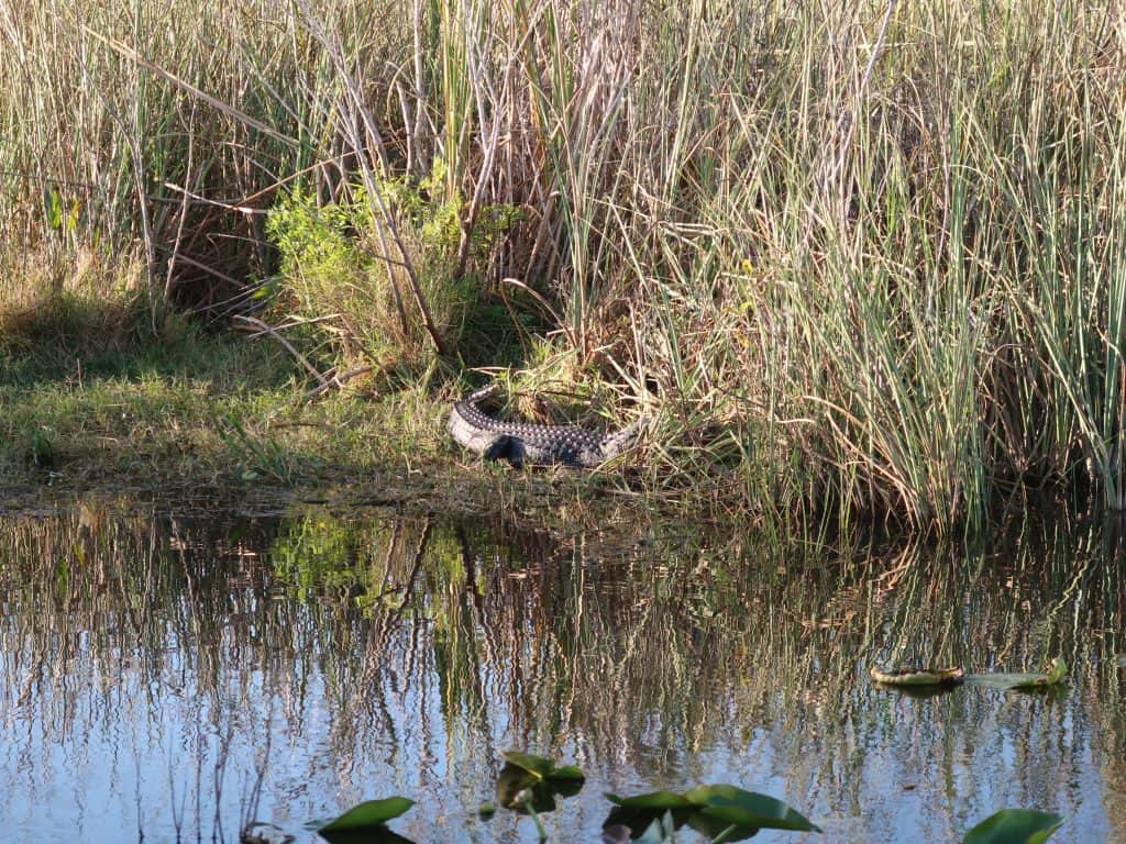 crocodiles and alligators in Florida Everglades National Park