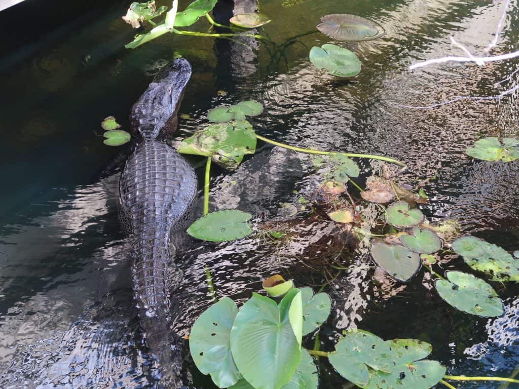 alligators and crocodiles in the Florida Everglades