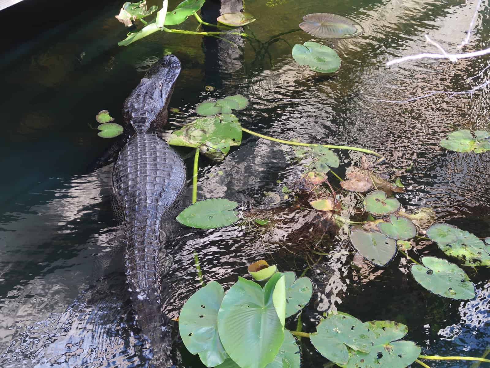 Encounter the Majestic Alligators and Crocodiles in the Florida Everglades National Park