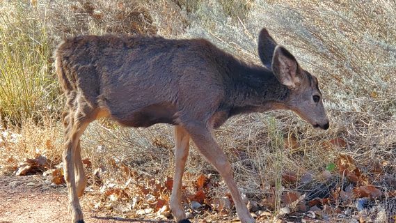 Zion National Park with kids - mule deer